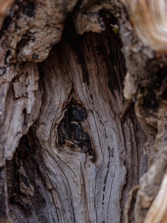 dry wood. tree trunk stomp textured pattern abstract texture of fallen broken tree with age lines. wooden art in natural environmentの写真素材