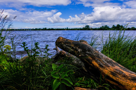 dry wood. tree trunk stomp textured pattern abstract texture of fallen broken tree with age lines. wooden art in natural environmentの写真素材