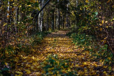 empty country road in autumn covered in yellow leaves in park between tree trunks. fall colorsの写真素材