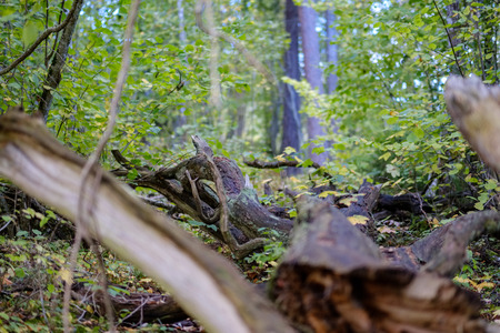 dry wood. tree trunk stomp textured pattern abstract texture of fallen broken tree with age lines....