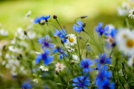 summer flower pattern in green meadow with blue and white flowers and plants. textured background...