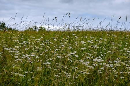 summer green meadow with abstract pattern from grass and flowers. sunny day in Latviaの写真素材