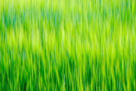 summer green meadow with abstract pattern from grass and flowers. sunny day in Latviaの写真素材