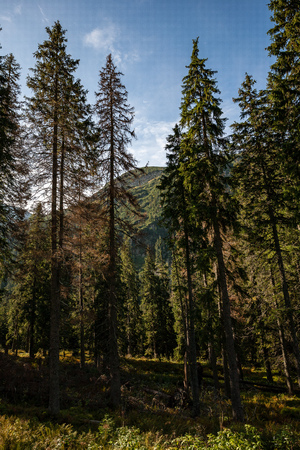 cloudy and misty Slovakian Western Carpathian Tatra Mountain skyline covered with forests and trees in early autumn colorsの写真素材