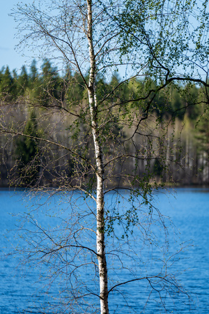 lake shore with distinct trees in green summer on the land. water seen through and green foliage in foregroundの写真素材