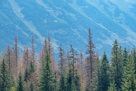 western carpathian mountain panorama in clear day with tourist hiking trails and green forest...