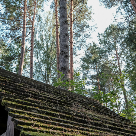 large trees agains blue sky, view from below. green foliage and leavesの写真素材