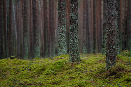 dark autumn foorest with spruce and pine tree and green foliage. late autumn day