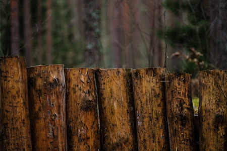 old wooden trenshes in Latvia with barbed wire and guard posts. reconstruction of first world war. Lozmetejkalns. dark forest eveningの写真素材