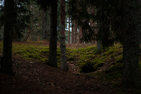 dark autumn foorest with spruce and pine tree and green foliage. late autumn dayの写真素材
