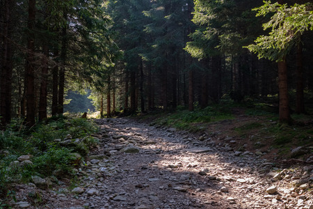 country gravel road on green meadow leading up to the mountains in Slovakiaの写真素材