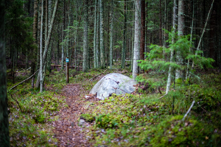 autumn forest after the rain with wet foliage and shallow depth of field. dull green colorsの写真素材