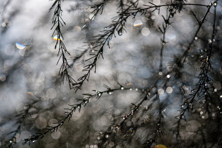 abstract reflections from raindrops in wet branches of bushes. blur background texture with sun reflections and green castの写真素材
