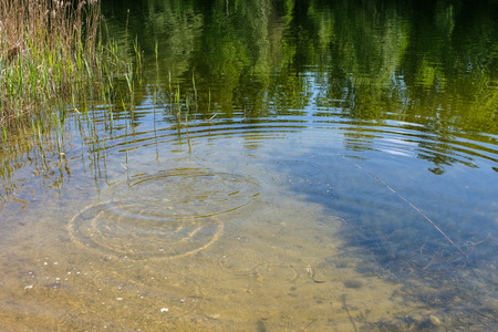 calm summer day view by the lake with clean water and water grass, bents, and green foliage near forestの写真素材