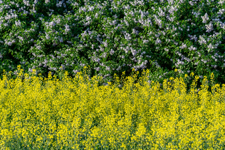 bright yellow fields of rapeseed in countryside farming land