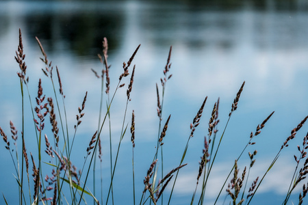 calm summer day view by the lake with clean water and water grass, bents, and green foliage near forestの写真素材