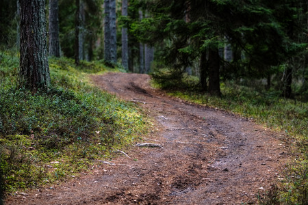 dirt road in clean pine tree forest with mud and green foliage around. dark colorsの写真素材