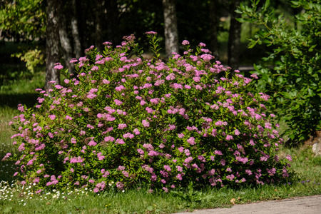 sunny meadow with different flowers in summer day with clear weather