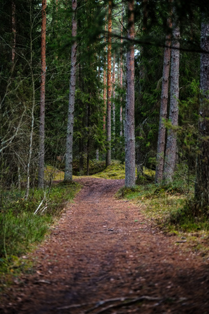 dirt road in clean pine tree forest with mud and green foliage around. dark colorsの写真素材