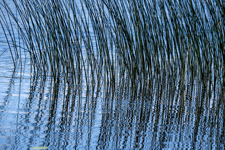 calm summer day view by the lake with clean water and water grass, bents, and green foliage near forestの写真素材