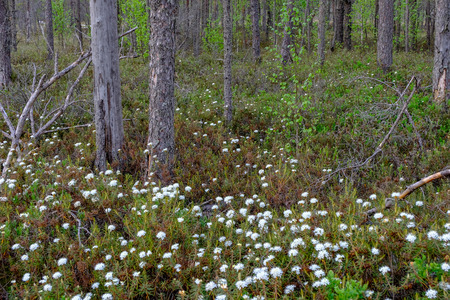 swamp area landscape view with lonely pine trees and turf fields in green summer foliage surroundingsの写真素材