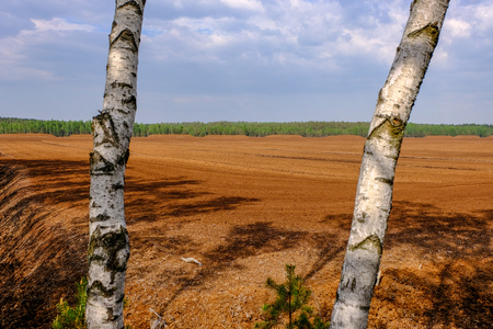 swamp area landscape view with lonely pine trees and turf fields in green summer foliage surroundingsの写真素材
