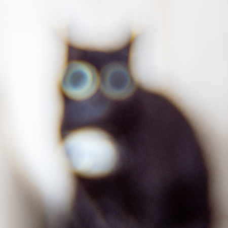 domestic cat in natural environment in apartment on furnitureの写真素材