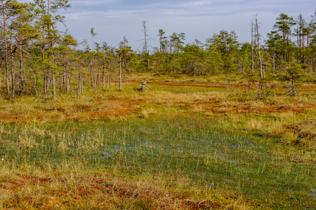 swamp area landscape view with lonely pine trees and turf fields in green summer foliage surroundingsの写真素材