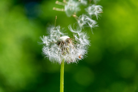 dandelion fluff in green meadow in summer with lots of sunlight