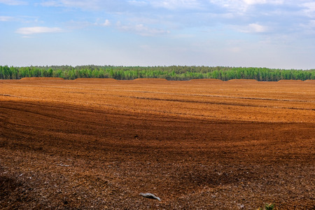 swamp area landscape view with lonely pine trees and turf fields in green summer foliage surroundingsの写真素材