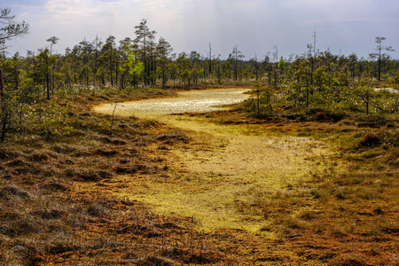 swamp area landscape view with lonely pine trees and turf fields in green summer foliage...