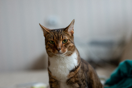 domestic cat in natural environment in apartment on furnitureの写真素材