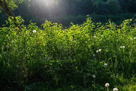 green foliage in summer with harsh shadows and bright sunlight in forestの写真素材
