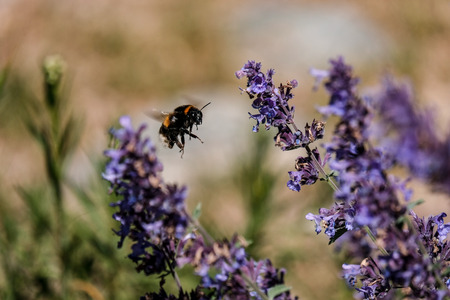 lilac lavandish plants in summer. close up detailsの写真素材