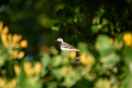 small wagtail bird on the roof in summerの写真素材