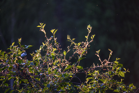 fresh green foliage tree leaves in morning light against blur background and blue skyの写真素材