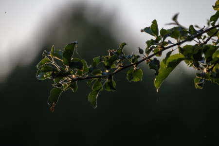 fresh green foliage tree leaves in morning light against blur background and blue skyの写真素材