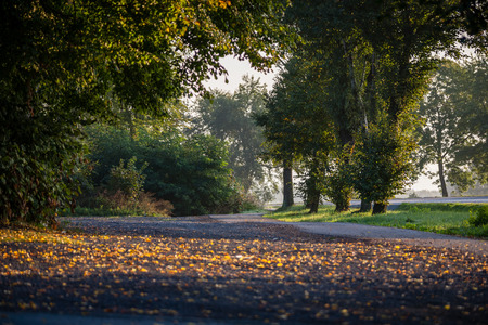 simple countryside forest road in perspective with foliage and trees around