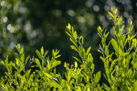 summer plants and bents on blur background in evening sun. Textured pattern of foliage