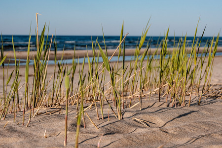 panoramic sea beach view in summer with rocks, plants and clean water in sunny day
