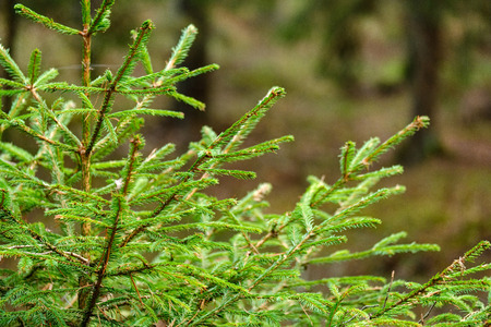 dark foliage on the forest floor in autumn. pine tree forest with moss on the trees