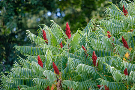 deep green foliage in summer light for backgrounds or textures neutral texture