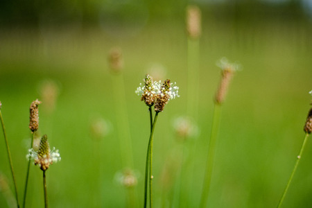 deep green foliage in summer light for backgrounds or textures neutral textureの写真素材
