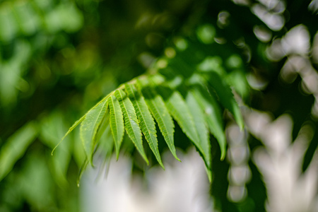 deep green foliage in summer light for backgrounds or textures neutral texture