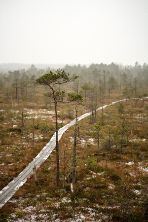 wooden plank footpath boardwalk in swamp area for recreation tourists. bog pine trees and first snow in winter afternoon lightの写真素材