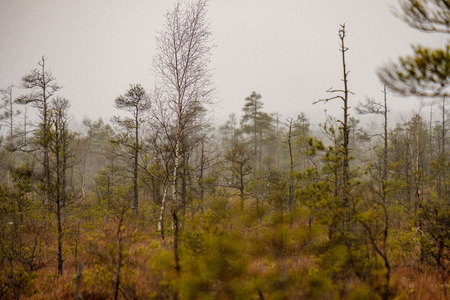 swamp landscape view with dry distant trees, and first snow on green grass. dull evening lightning. dark shadowsの写真素材