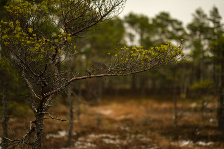 swamp landscape view with dry distant trees, and first snow on green grass. dull evening lightning....