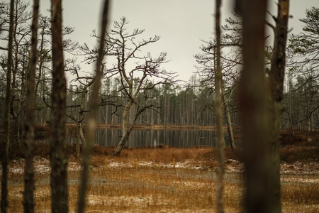 swamp landscape view with dry distant trees, and first snow on green grass. dull evening lightning. dark shadowsの写真素材