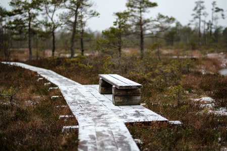 wooden plank footpath boardwalk in swamp area for recreation tourists. bog pine trees and first snow in winter afternoon lightの写真素材