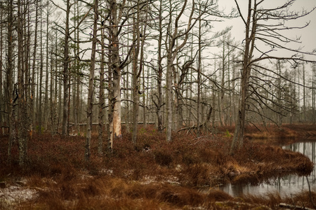 swamp landscape view with dry distant trees, and first snow on green grass. dull evening lightning. dark shadowsの写真素材